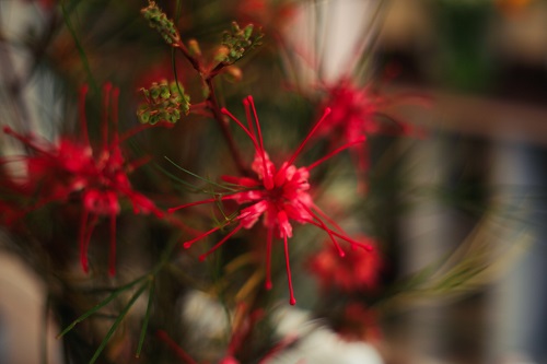 Stielvoll - exotische rote Blume